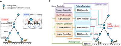 Tegotae-Based Control Produces Adaptive Inter- and Intra-limb Coordination in <mark class="highlighted">Bipedal</mark> Walking